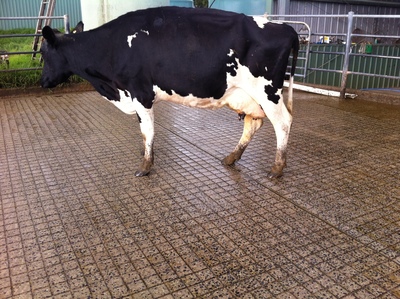 Cow In Grooved Yard
