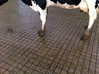 Cow In Grooved Yard