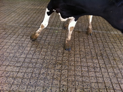 Cow In Grooved Yard