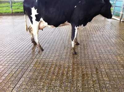 Cow In Grooved Yard