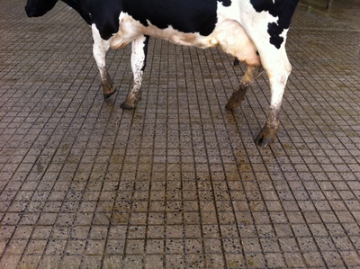 Cow On Grooved Concrete