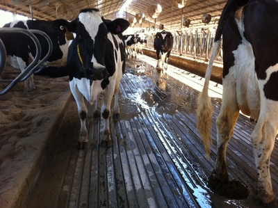 Cows In Grooved Milking Yard