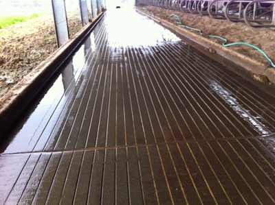 Grooved Milking Yard